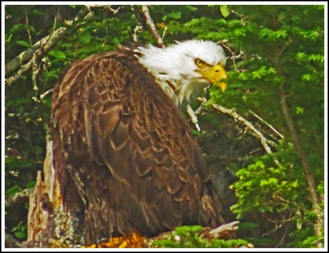 CameronEagleJul2018-IMG_9395_edited-1