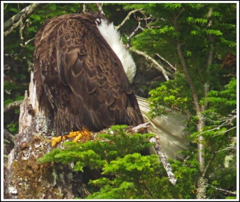 CameronEagleJul2018-IMG_9399_edited-1