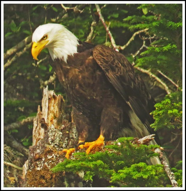 CameronEagleJul2018-IMG_9408_edited-1