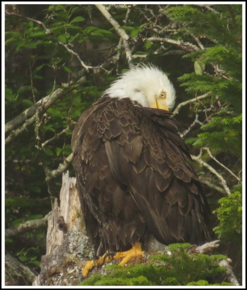 CameronEagleJul2018-IMG_9410_edited-1