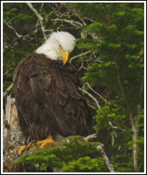 CameronEagleJul2018-IMG_9413_edited-1