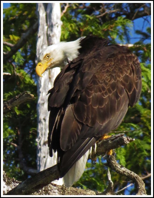 CameronEagleJul2018-IMG_9473_edited-1