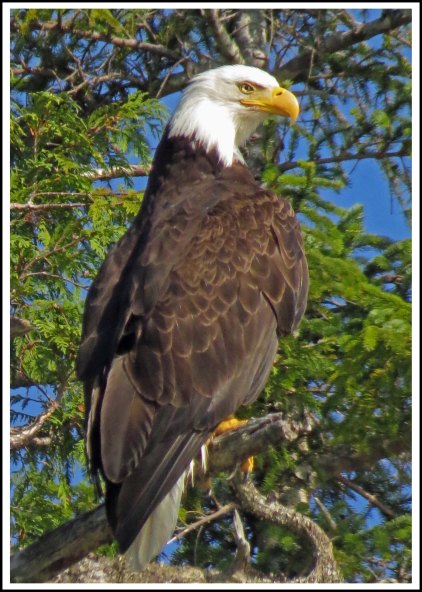 CameronEagleJul2018-IMG_9476_edited-1