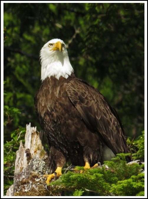 CameronEagleJul2018-IMG_9485_edited-1