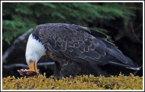 CameronEagleJul2018-IMG_9650_edited-1