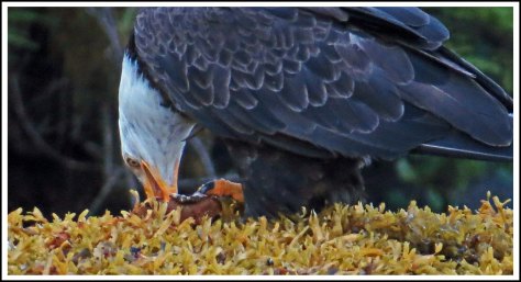 CameronEagleJul2018-IMG_9677_edited-1