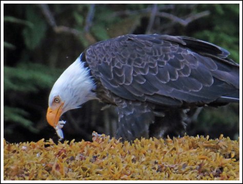 CameronEagleJul2018-IMG_9683_edited-1