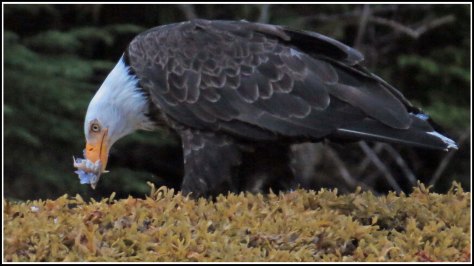 CameronEagleJul2018-IMG_9687_edited-1