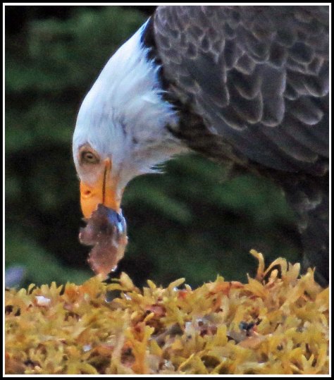 CameronEagleJul2018-IMG_9693_edited-1