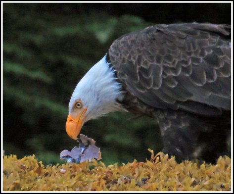 CameronEagleJul2018-IMG_9699_edited-1