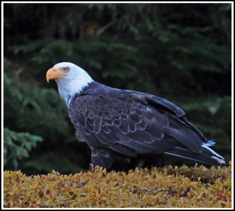 CameronEagleJul2018-IMG_9707_edited-2