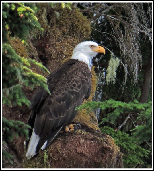 CameronEagleJul2018-IMG_9774_edited-1