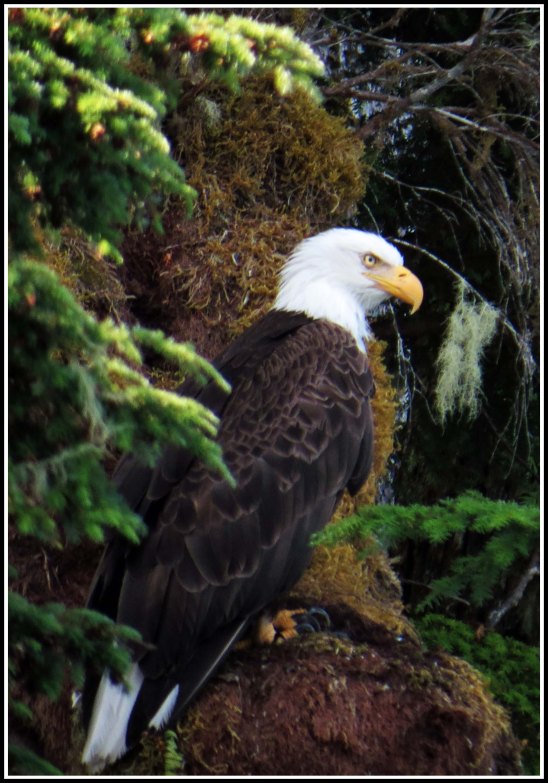 CameronEagleJul2018-IMG_9776 copy 2