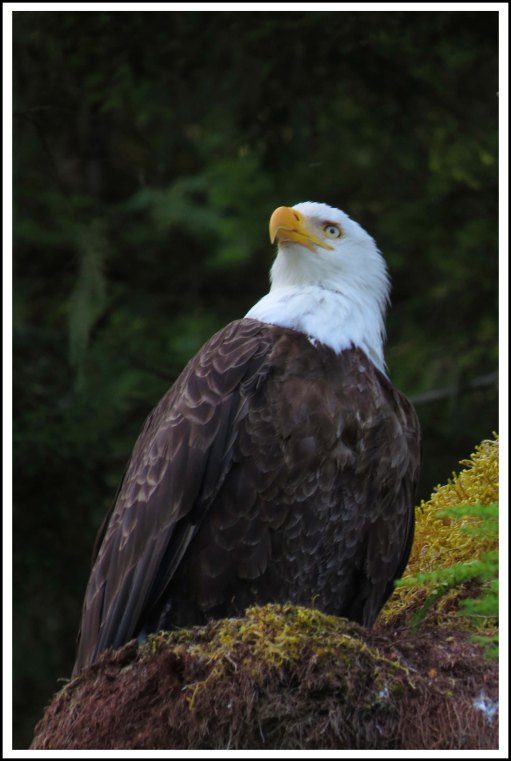 CameronEagleJul2018-IMG_9816_edited-1