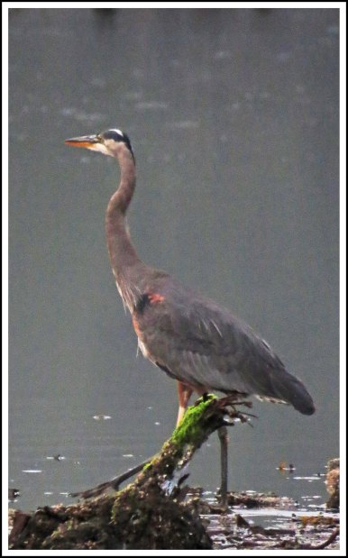 CameronHeronJul2018-IMG_9132_edited-1