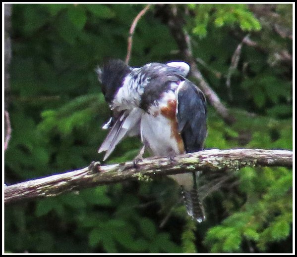 CaptainKingfisherJul2018-IMG_8238_edited-2