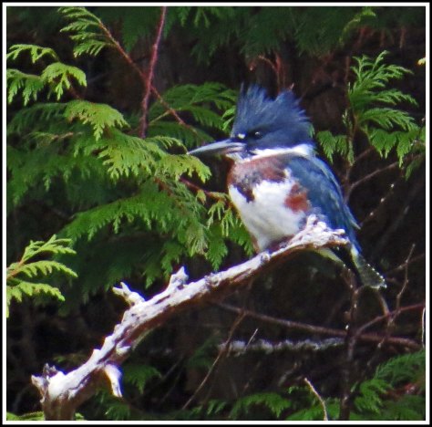 CaptainKingfisherJul2018-IMG_8272 copy 2.jpg