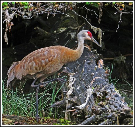 CobySandhillJul2018-IMG_8971_edited-1