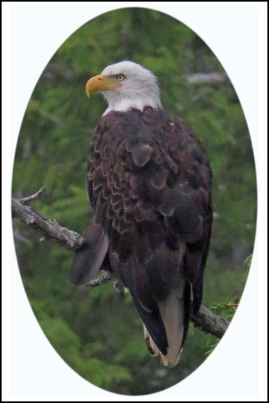 CodvilleEagleAug2018-2