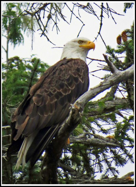 CodvilleEagleAug2018-IMG_1413_edited-1