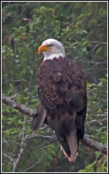 CodvilleEagleAug2018-IMG_1734_edited-1