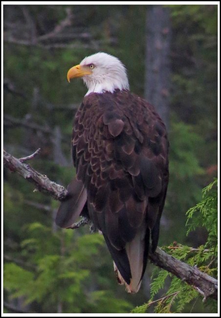 CodvilleEagleAug2018-IMG_1758_edited-1