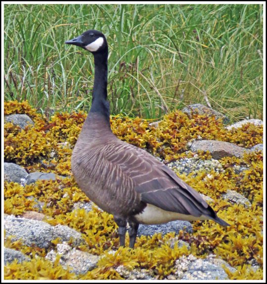 CodvilleHonkerAu2018-IMG_1337 (1)_edited-1