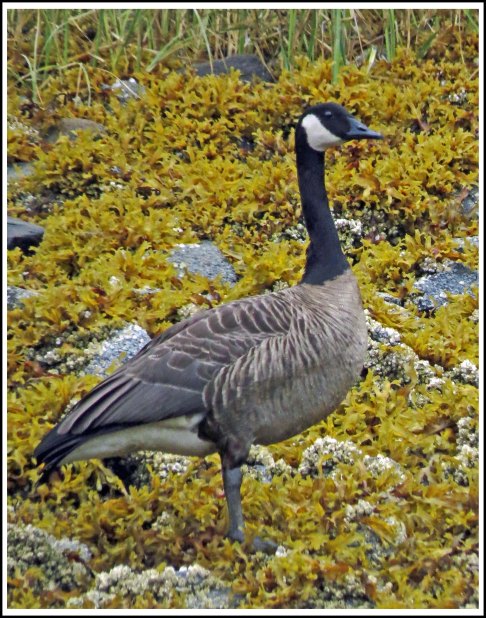 CodvilleHonkerAug2018-IMG_1317_edited-1