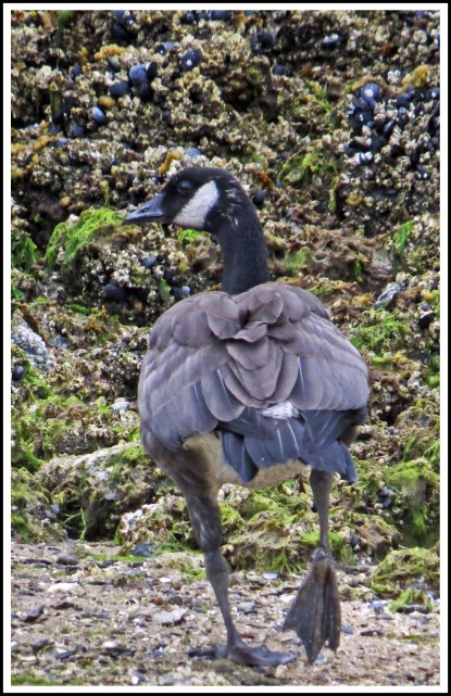 CodvilleHonkerAug2018-IMG_1326_edited-1