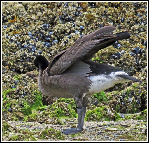 CodvilleHonkerAug2018-IMG_1327_edited-1