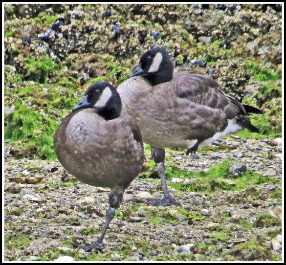 CodvilleHonkersAug2018-IMG_1298 (1)_edited-1