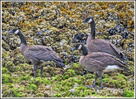 CodvilleHonkersAug2018-IMG_1364 (1)_edited-1