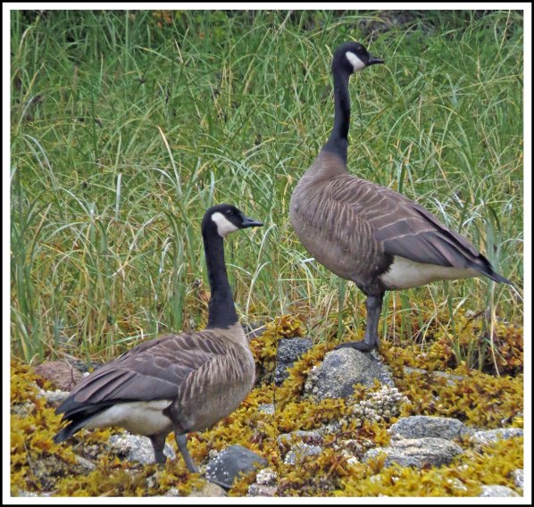 CodvilleHonkersAug2018-IMG_1378_edited-1