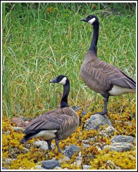 CodvilleHonkersAug2018-IMG_1381_edited-1