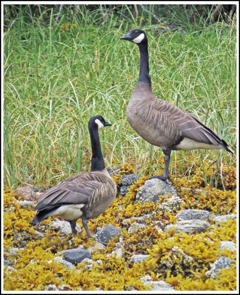 CodvilleHonkersAug2018-IMG_1390_edited-1