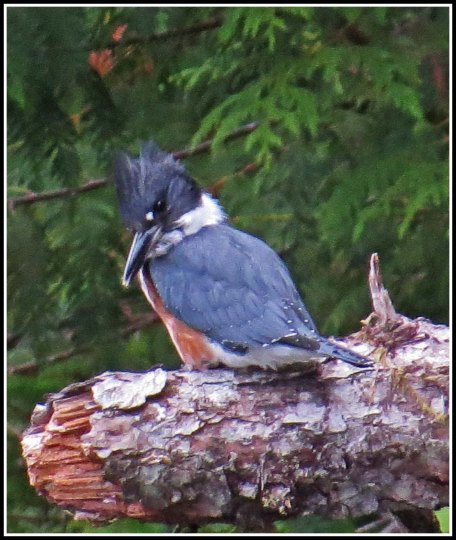 CodvilleKingfisherAug2018-IMG_1914_edited-1