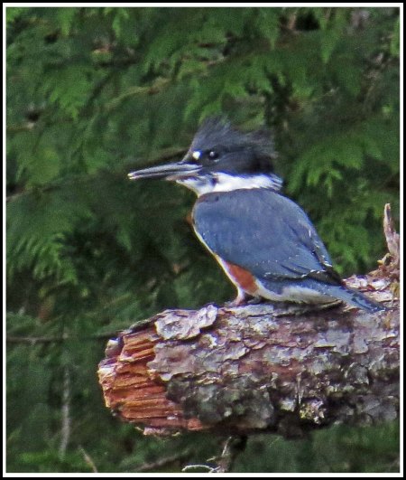 CodvilleKingfisherAug2018-IMG_1942_edited-1