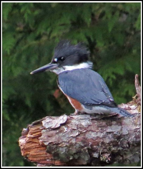 CodvilleKingfisherAug2018-IMG_1951_edited-2