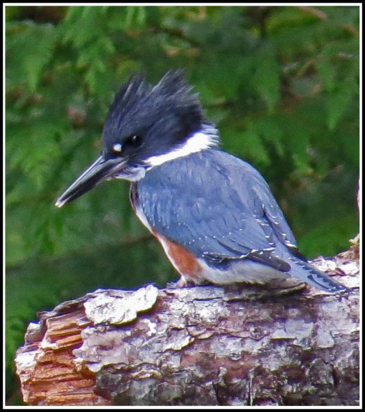 CodvilleKingfisherAug2018-IMG_1962_edited-1