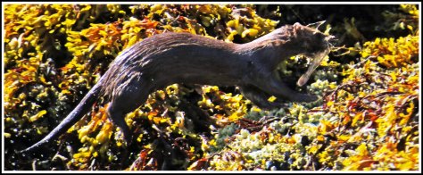 CodvilleMinkAug2018-IMG_1437_edited-1