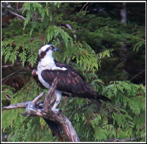 CodvilleOspreyAug2018-IMG_1985 (1)_edited-1