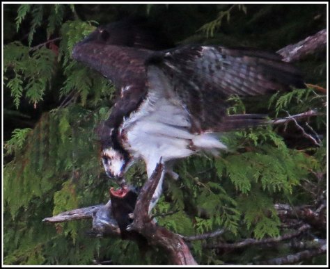 CodvilleOspreyAug2018-IMG_2194_edited-2