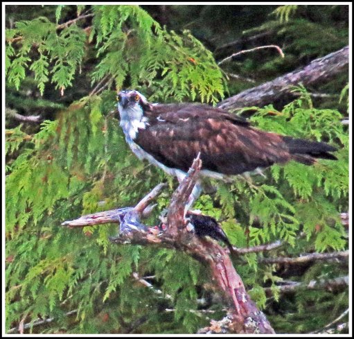 CodvilleOspreyAug2018-IMG_2206_edited-1