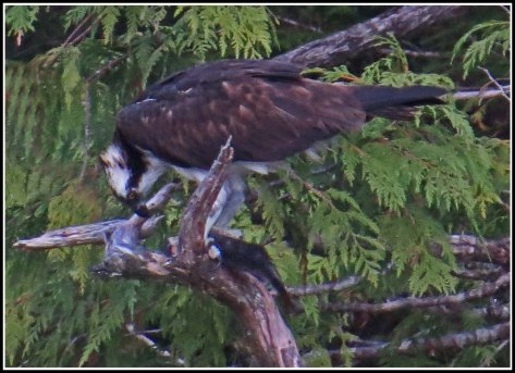 CodvilleOspreyAug2018-IMG_2211_edited-1