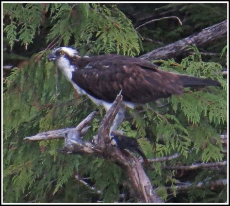 CodvilleOspreyAug2018-IMG_2214 (1)_edited-1