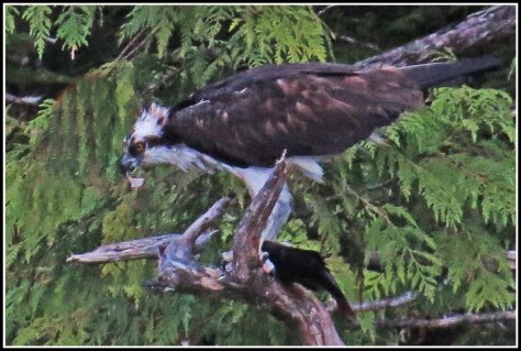 CodvilleOspreyAug2018-IMG_2215_edited-1