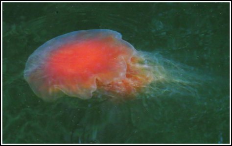 ColbyJellyfishJul2018-IMG_8794_edited-1