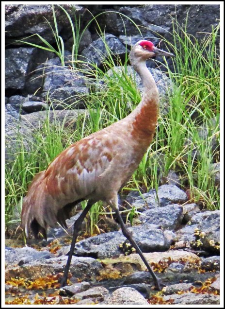 ColbySandhillJul2018-IMG_8832_edited-1