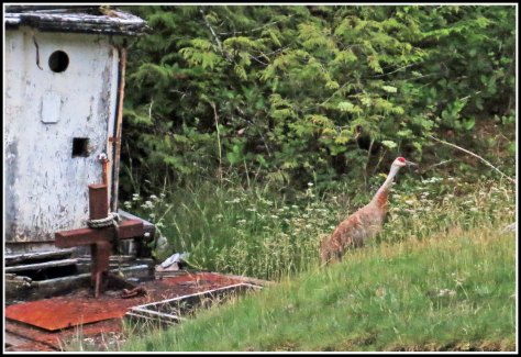 ColbySandhillJul2018-IMG_8845_edited-1