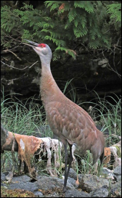 ColbySandhillJul2018-IMG_8954_edited-1